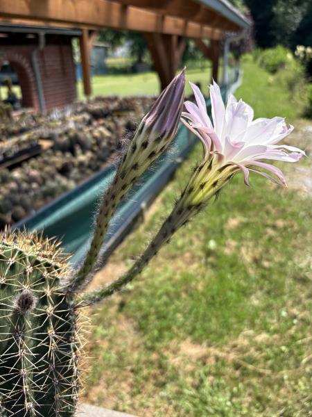 Echinopsis hybr. lila